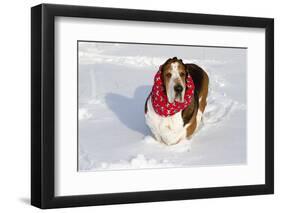 Male Basset Hound(S) in Snow, St. Charles, Illinois, USA-Lynn M^ Stone-Framed Photographic Print