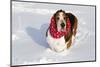 Male Basset Hound(S) in Snow, St. Charles, Illinois, USA-Lynn M^ Stone-Mounted Photographic Print