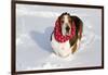 Male Basset Hound(S) in Snow, St. Charles, Illinois, USA-Lynn M^ Stone-Framed Photographic Print