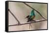 Male Beautiful sunbird courtship display, The Gambia-Bernard Castelein-Framed Stretched Canvas