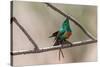 Male Beautiful sunbird courtship display, The Gambia-Bernard Castelein-Stretched Canvas