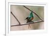 Male Beautiful sunbird courtship display, The Gambia-Bernard Castelein-Framed Photographic Print