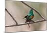 Male Beautiful sunbird courtship display, The Gambia-Bernard Castelein-Mounted Photographic Print