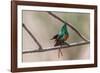 Male Beautiful sunbird courtship display, The Gambia-Bernard Castelein-Framed Photographic Print
