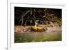 Male Bengal tiger walking in river, Sundarbans, India-Paul Williams-Framed Photographic Print