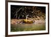 Male Bengal tiger walking in river, Sundarbans, India-Paul Williams-Framed Photographic Print