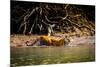 Male Bengal tiger walking in river, Sundarbans, India-Paul Williams-Mounted Photographic Print