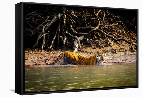 Male Bengal tiger walking in river, Sundarbans, India-Paul Williams-Framed Stretched Canvas