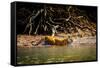 Male Bengal tiger walking in river, Sundarbans, India-Paul Williams-Framed Stretched Canvas