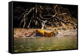 Male Bengal tiger walking in river, Sundarbans, India-Paul Williams-Framed Stretched Canvas