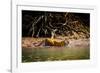 Male Bengal tiger walking in river, Sundarbans, India-Paul Williams-Framed Photographic Print