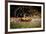 Male Bengal tiger walking in river, Sundarbans, India-Paul Williams-Framed Photographic Print