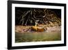 Male Bengal tiger walking in river, Sundarbans, India-Paul Williams-Framed Photographic Print