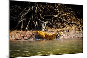 Male Bengal tiger walking in river, Sundarbans, India-Paul Williams-Mounted Photographic Print