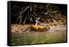 Male Bengal tiger walking in river, Sundarbans, India-Paul Williams-Framed Stretched Canvas