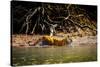 Male Bengal tiger walking in river, Sundarbans, India-Paul Williams-Stretched Canvas