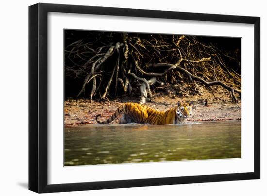 Male Bengal tiger walking in river, Sundarbans, India-Paul Williams-Framed Photographic Print