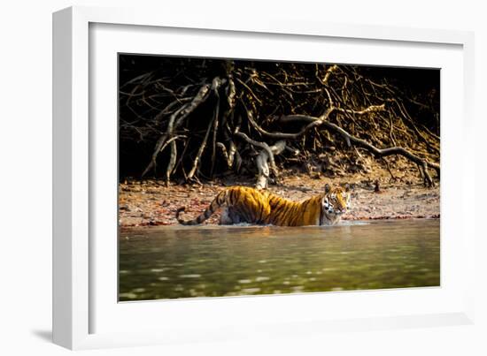 Male Bengal tiger walking in river, Sundarbans, India-Paul Williams-Framed Photographic Print