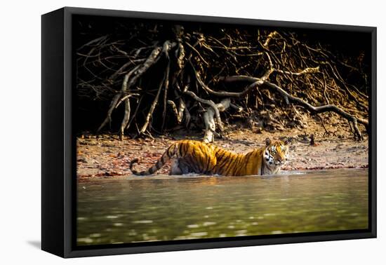 Male Bengal tiger walking in river, Sundarbans, India-Paul Williams-Framed Stretched Canvas