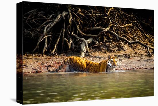 Male Bengal tiger walking in river, Sundarbans, India-Paul Williams-Stretched Canvas