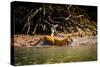 Male Bengal tiger walking in river, Sundarbans, India-Paul Williams-Stretched Canvas