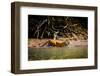 Male Bengal tiger walking in river, Sundarbans, India-Paul Williams-Framed Photographic Print