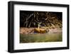 Male Bengal tiger walking in river, Sundarbans, India-Paul Williams-Framed Photographic Print