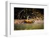 Male Bengal tiger walking in river, Sundarbans, India-Paul Williams-Framed Photographic Print