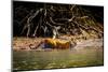 Male Bengal tiger walking in river, Sundarbans, India-Paul Williams-Mounted Photographic Print