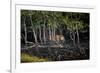 Male Bengal tiger walking through mangrove forest, India-Paul Williams-Framed Photographic Print