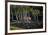 Male Bengal tiger walking through mangrove forest, India-Paul Williams-Framed Photographic Print