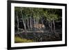 Male Bengal tiger walking through mangrove forest, India-Paul Williams-Framed Photographic Print