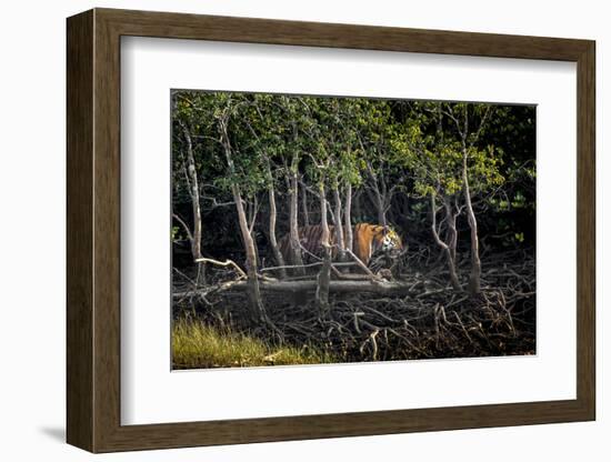 Male Bengal tiger walking through mangrove forest, India-Paul Williams-Framed Photographic Print