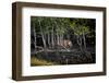 Male Bengal tiger walking through mangrove forest, India-Paul Williams-Framed Photographic Print