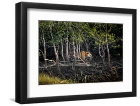 Male Bengal tiger walking through mangrove forest, India-Paul Williams-Framed Photographic Print