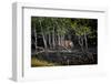 Male Bengal tiger walking through mangrove forest, India-Paul Williams-Framed Photographic Print