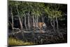 Male Bengal tiger walking through mangrove forest, India-Paul Williams-Mounted Photographic Print