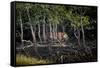 Male Bengal tiger walking through mangrove forest, India-Paul Williams-Framed Stretched Canvas