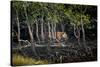 Male Bengal tiger walking through mangrove forest, India-Paul Williams-Stretched Canvas