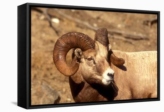 Male Bighorn Sheep Close-Up-John Alves-Framed Stretched Canvas