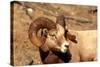 Male Bighorn Sheep Close-Up-John Alves-Stretched Canvas