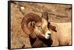 Male Bighorn Sheep Close-Up-John Alves-Framed Stretched Canvas