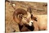 Male Bighorn Sheep Close-Up-John Alves-Stretched Canvas