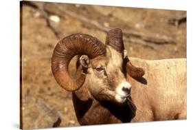 Male Bighorn Sheep Close-Up-John Alves-Stretched Canvas