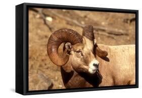 Male Bighorn Sheep Close-Up-John Alves-Framed Stretched Canvas