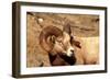 Male Bighorn Sheep Close-Up-John Alves-Framed Photographic Print