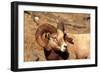 Male Bighorn Sheep Close-Up-John Alves-Framed Photographic Print