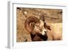 Male Bighorn Sheep Close-Up-John Alves-Framed Photographic Print