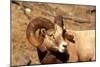 Male Bighorn Sheep Close-Up-John Alves-Mounted Photographic Print