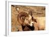 Male Bighorn Sheep Close-Up-John Alves-Framed Photographic Print